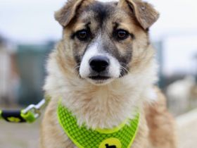 Hundekind Nialla hofft auf ihre große Chance