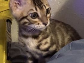 Bengal Katerchen 13 Wochen