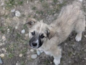 Flauschige Hatschipuh sucht ihren Heimathafen