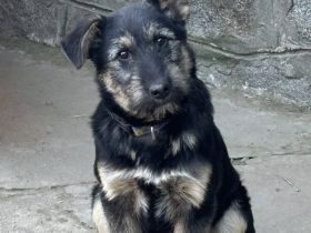 Miss Marple wartet auf ihr Zuhause