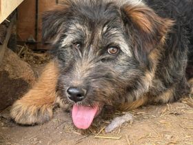 Jungspund Kessie auf der Suche