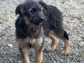 Jungspund Kessie auf der Suche