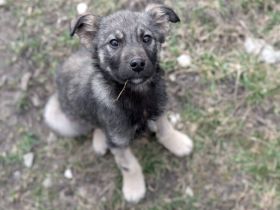 Schmuckstück Karlie sucht dich