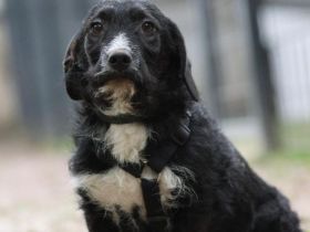 Yasko sucht liebevolle Familie....