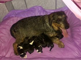 Süße Rauhaardackel-Welpen suchen ein liebevolles Zuhause