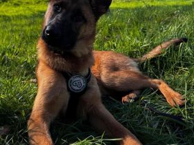 Pumuckel möchte sein Herz verschenken...