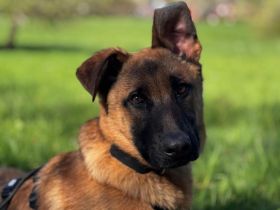 Pumuckel möchte sein Herz verschenken...