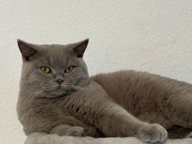 Deckkater Britisch Kurzhaar Lilac - Coco