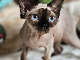 Devon rex Kätzchen mit Papieren