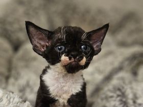 Devon rex Kätzchen mit Papieren