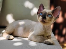 Devon rex Kätzchen mit Papieren
