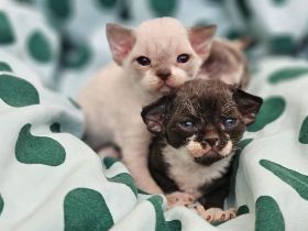 Devon rex Kätzchen mit Papieren