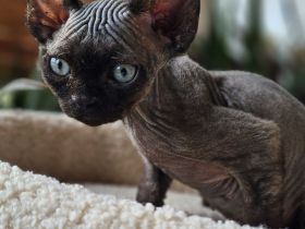 Devon rex Kätzchen mit Papieren