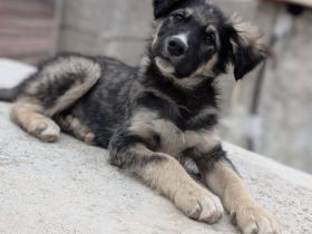 Kleiner Herzensbrecher Eddy