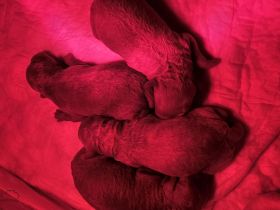 Pudel klein/mittel in Farbe red/fawn