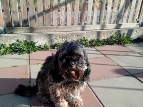Cavapoo mit Stammbaum