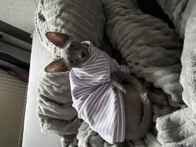 Deckkater Sphynx Katze gesucht!