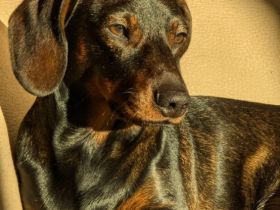 Zwergdackel Deckrüde