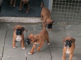 Boxerwelpen -Jungs und Mädels