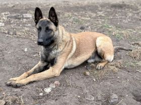 Junger Malinois - Rüde