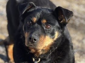 Sanfte und liebevolle Hündin Mocca sucht Zuhause