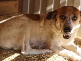 Friedfertige und liebenswerte Ariel sucht geduldiges Zuhause