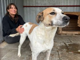 Friedfertige und liebenswerte Ariel sucht geduldiges Zuhause