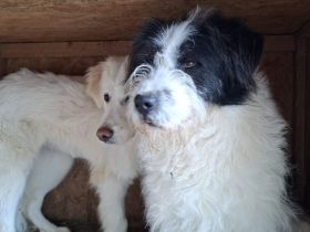 Fritz sucht ein ruhiges Zuhause