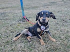 Rafi steckt voller Leben