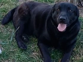 Dorian, a.d.Tierschutz, sucht Herzensmenschen