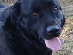 Dorian, a.d.Tierschutz, sucht Herzensmenschen