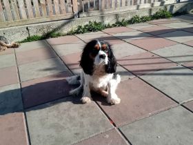 Cavalier King Charles Spaniel Hündin tricolor