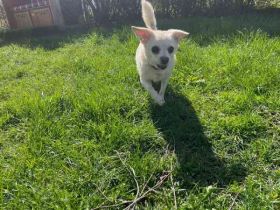 Bella, Chihuahua, geb. 2014, kl. Seniorin sucht ruhiges Zuhause