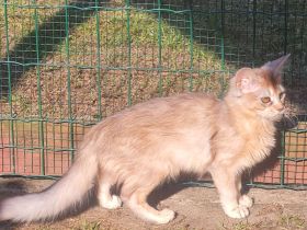 Somalikitten in ruddy und black-silber