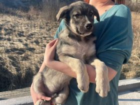 Schönling Luan sucht ein Zuhause