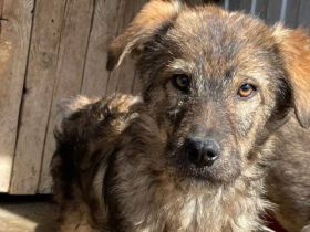 Strubbelnäschen Lilia sucht dich!