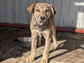 Herzensbrecher Woody will dich erobern