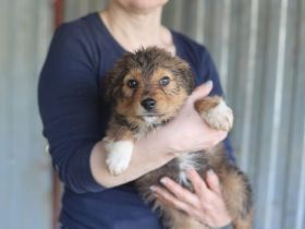 Sofaplatz für Posy gesucht