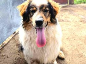 Atreju sucht sein Für-immer-Zuhause