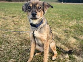 Niabi in 94518 Spiegelau sucht ihr Für-immer-Zuhause