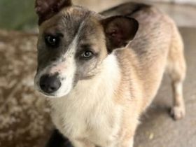 Praline sucht ihr Für-immer-Zuhause