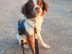 Tala in 92431 Neunburg sucht ihr Für-immer-Zuhause