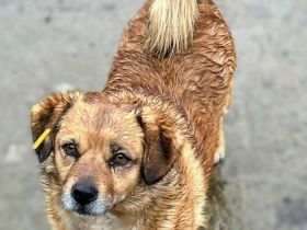 Prinz Paris sucht sein Für-immer-Zuhause