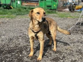 Vali sucht sein Für-immer-Zuhause