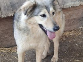 Sanfte Petra sucht ihr Für-immer-Zuhause