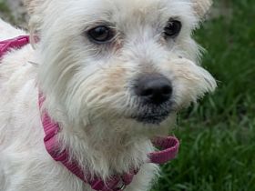 Casper sucht sein Für-immer-Zuhause