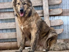 Toni sucht sein Für-immer-Zuhause