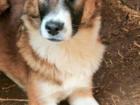 Soare sucht ihr Für-immer-Zuhause