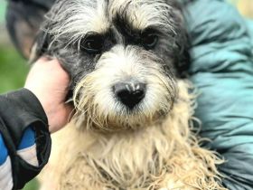 Waldi sucht sein Für-immer-Zuhause