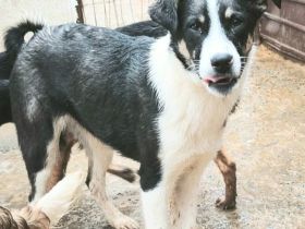 Lila sucht ihr Für-immer-Zuhause